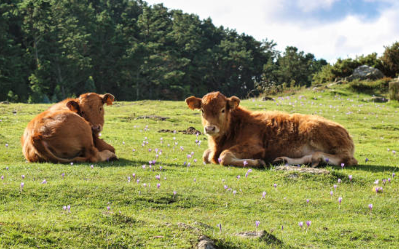 ¿Qué es la carne de pasto? La carne de pasto proviene de animales criados en libertad, alimentados con hierba y forraje evitando uso de hormonas, piensos industriales y antibióticos.