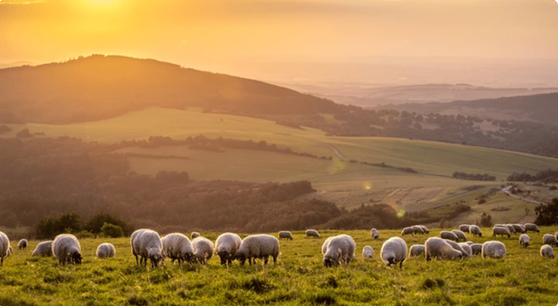 Qué es la ganadería extensiva. Carne de pasto. Animales criados en libertada.