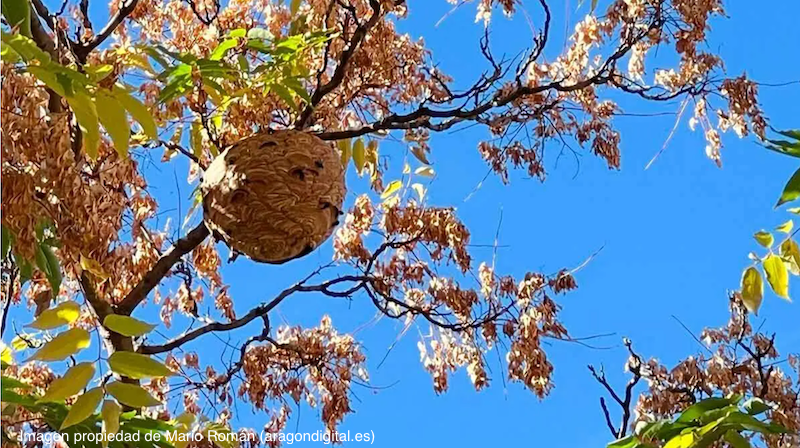 Nido avispa aiática. Nido Avispa velutina. cómo eliminar la avispa velutina. Cómo eliminar la avispa asiática.