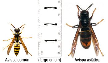 Diferencias entre avispa común y avispa asiática. La asiática es negra y naranja oscuro. La avispa común tiene el abdomen negro y amarillo. una avispa autóctona mide entre 1,5 a 2 cm, la velutina mide de 2,5 a 3,5 cm.