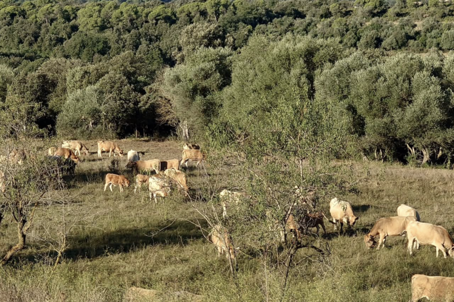 Biograssfed. Carne ecológica de pasto. Carne de ternera ecológica. Pastos y forraje ecológico. Carne de cordero ecológica.