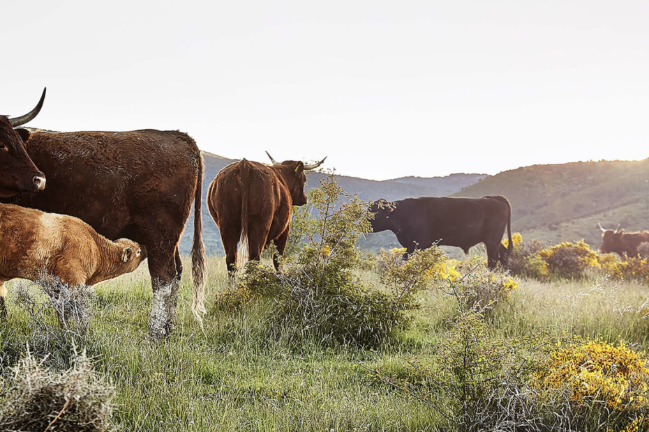 Cal Tomàs. Carne ecológica. Carne de pasto. Carne de proximidad.