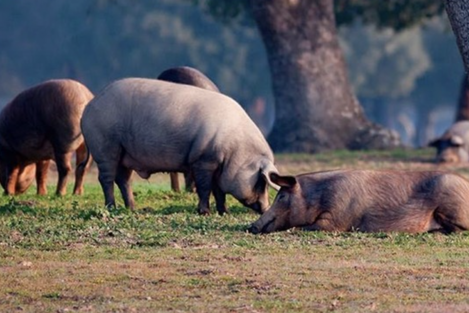 Carne ecológica. Carne ecológica provincia de Sevilla. Cría de ganado en libertad. Manejo tradicional de los pastos.