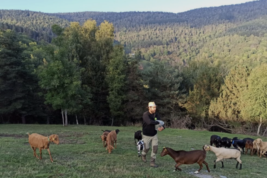 Can Pastoret. Manejo del ganado. Carne ecológica. Carne de pasto en Girona.