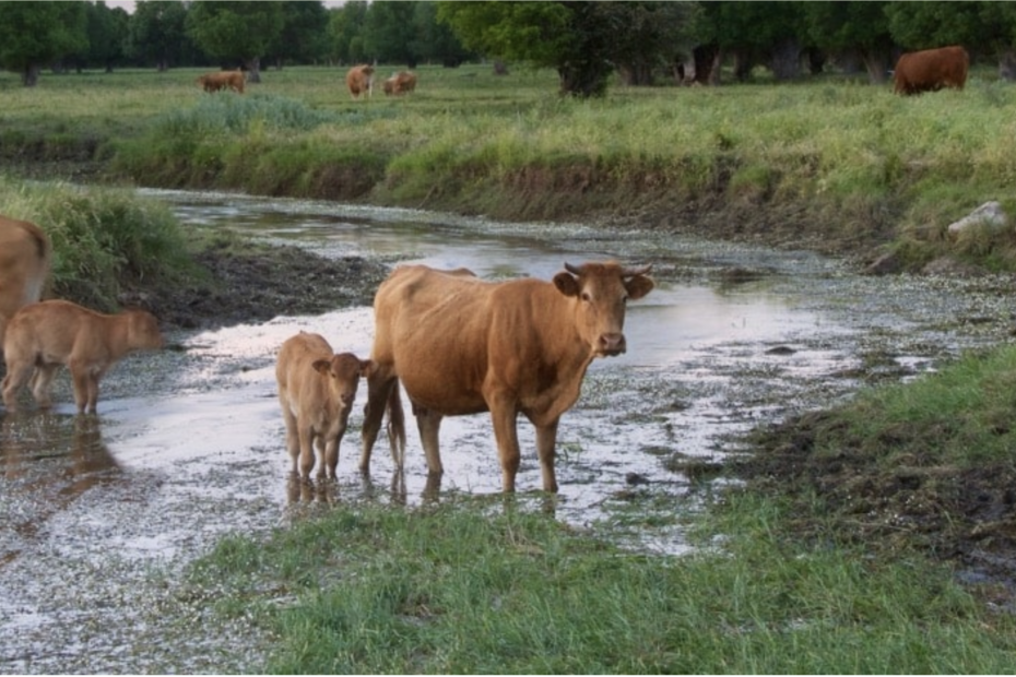 Dehesa de la Serna, ganadería ecológica, carne de pasto. Comprar ternera ecológica. Ternera ecológica Ávila. Ternera de pasto en Ávila.