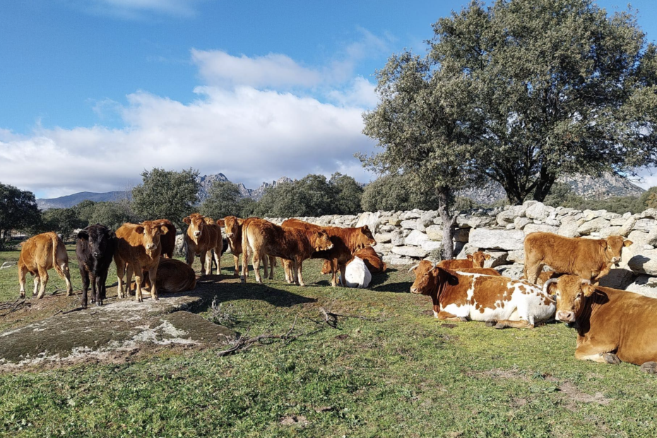Del Ganadero a tu Casa. Carne ecológica en la Sierra de Madrid. Ternera ecológica en la sierra de Madrid. Carne de pasto de la Sierra de Madrid.