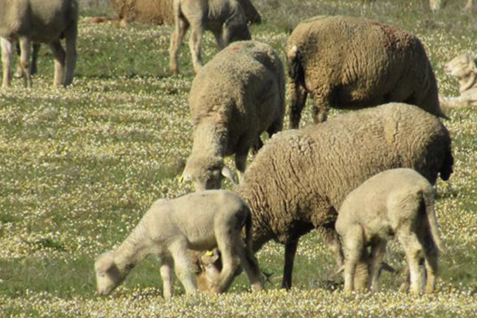 Finca Mundos Nuevos, carne de pasto, carne de cordero de pasto. Cerdo ibérico de bellota.