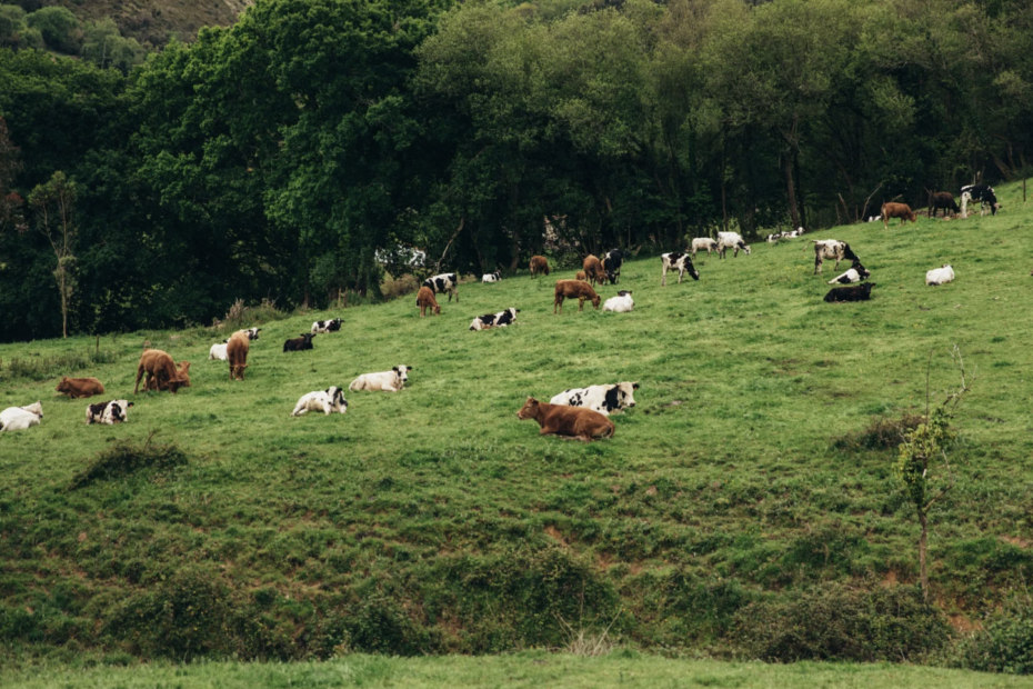 Finca Primorías. carne ecológica. Carne de pasto de vaca y ternera. Carne ecológica del Pirineo. Embutido ecológico.