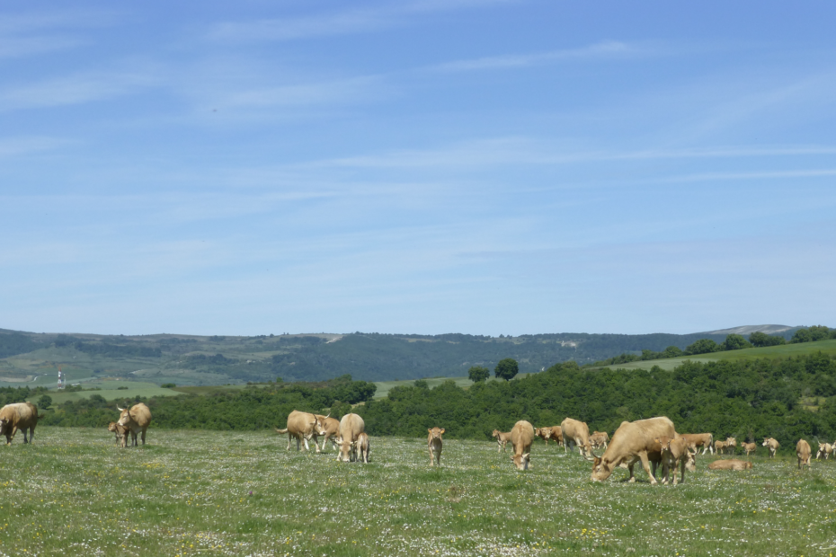 Finca Sabril. Carne de pasto en Navarra. Carne ecológica en Navarra. Carne de pasto. Carne de pollo ecológico en Navarra. Carne de ternera ecológica en Navarra. Carne de potro ecológico en Navarra. Carne de cerdo ecológico en Navarra. Carne de cordero ecológico en Navarra.