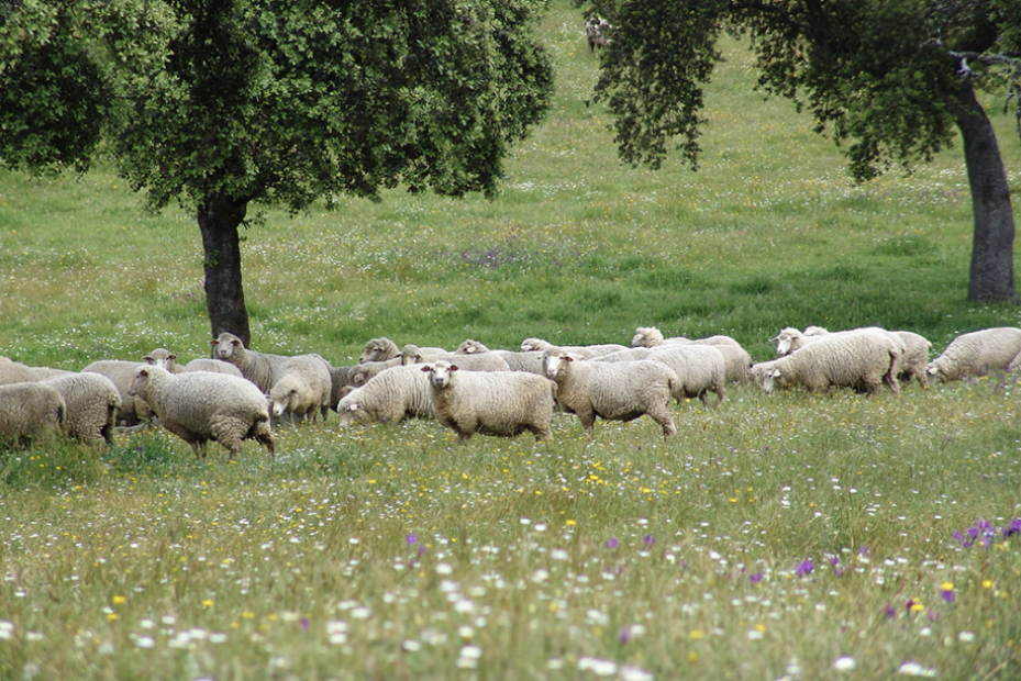 Carne de pasto. Ganadería extensiva. Carne ecológica de cordero. Carne de pasto de ternera. Cerdo ibérico ecológico.