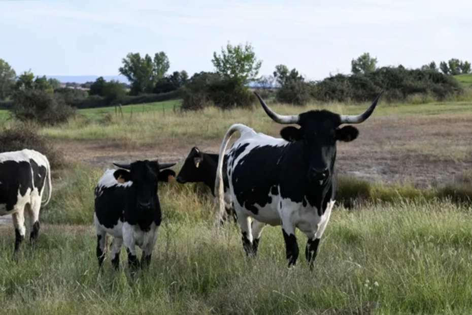 Ganadería Hueco del Arroyo. Carne de pasto. Ganadería agroecológica. Raza berrenda.