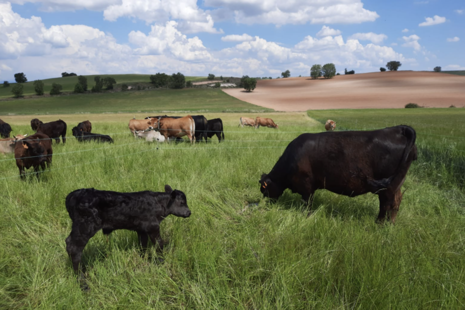 Granja Zael. Carne de pasto. Carne de pasto en provincia de Burgos. Manejo holístico del ganado. Producción regenerativa y 100% de pasto.