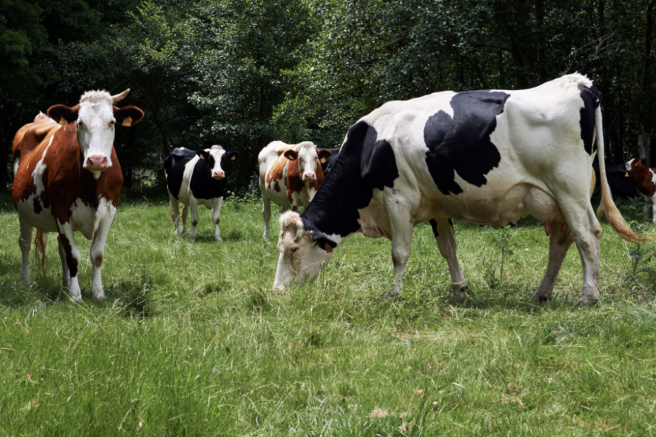 Granxa Casa da Fonte. Carne de pasto en Lugo. leche y lácteos de pasto en Lugo. Huevos de gallina ecológicos. Quesos artesanos ecológicos. Quesos artesanos ecológicos en Lugo. Mantequilla ecológica. Yogurt ecológico.