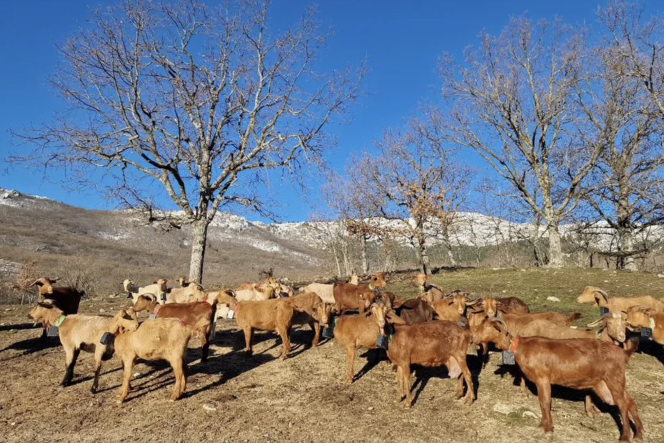 La Caperuza. Carne ecológica. Carne de pasto. Quesos artesanos. Quesos de cabra de pasto.