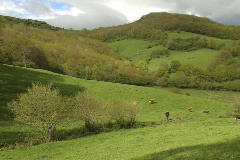 La Lejuca. Carne de pasto. Carne ecológica. Ganadería extensiva.