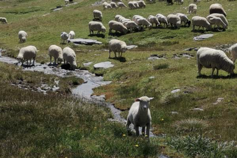 Merino Sorrosal. Carne de pasto. Carne de pasto en la provincia de Zaragoza. Carne de pasto en Aragón. Carne ecológica. Carne ecológica en la provincia de Zaragoza. Carne ecológica en Aragón. Carne de cordero ecológica. Carne de cordero ecológica en la provincia de Zaragoza. Carne de cordero ecológica en Aragón. Ternasco de Aragón ecológico. Oveja raza merina ecológica.