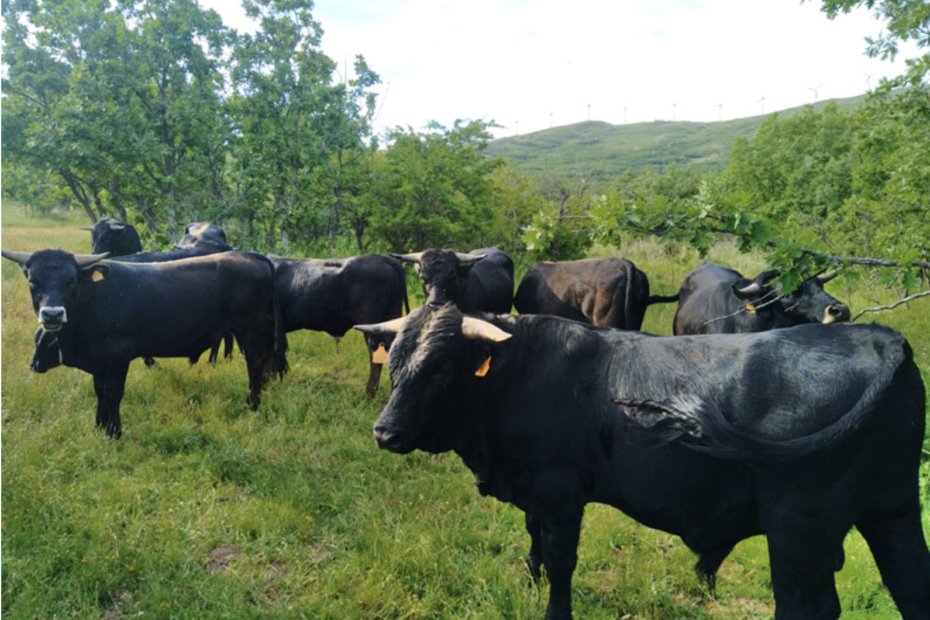 Moncayo Ecológico. Carne ecológica en Soria. Carne de pasto en Soria.