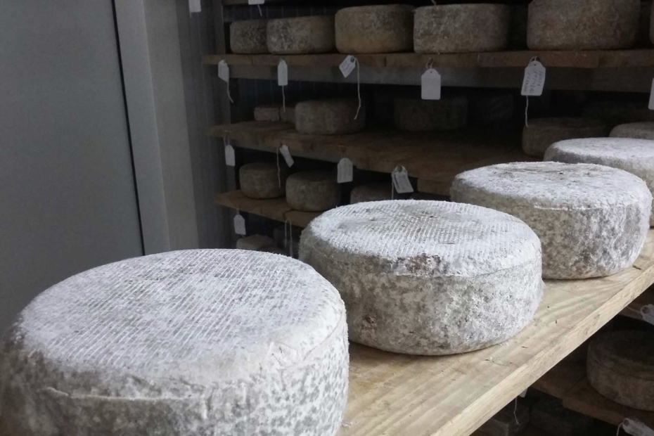 Quesería Montealijar. queso artesano leche de cabra. Cabra de Guadarrama. Leche de cabra de Guadarrama. Quesos artesanales de leche de cabra en libertad. Quesos artesanos en provincia de Ávila.