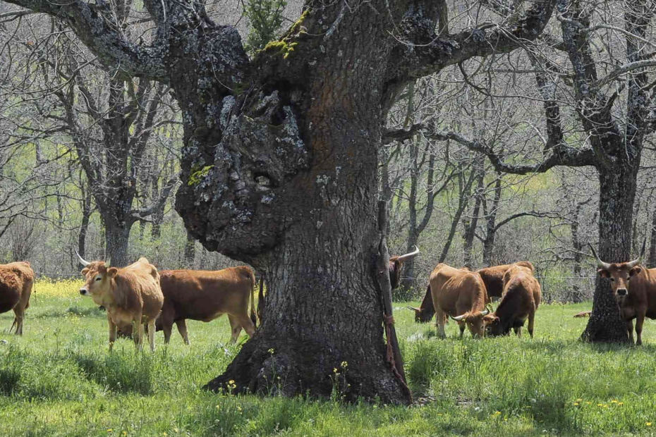 Vaca Celta. Carne de pasto. Carne ecológica.
