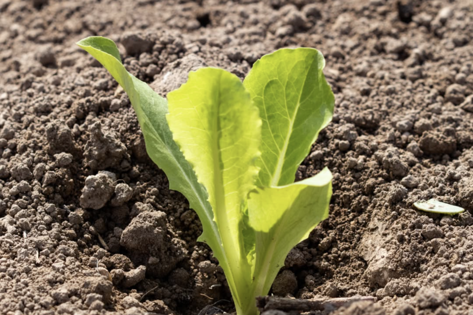 La finca ecológica Alcoy. Cultivo ecológico. Cultivo ecológico en la provincia de Alicante.